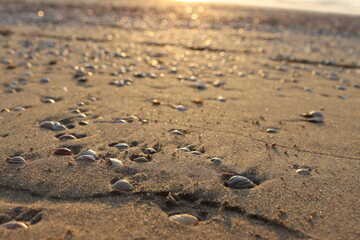 Fototapeta na wymiar Beach and shells close up