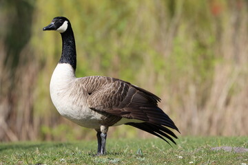 Branta canadensis or Canadian goose © isimedianl