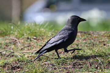Black Crow Coloeus monedula / Corvus monedula