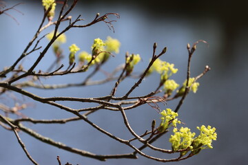 Tree in yellow bloom, early spring