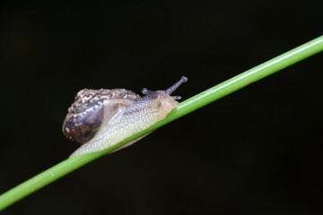 The snail crawls on the green leaves