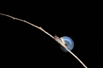 The snail crawls on the green leaves