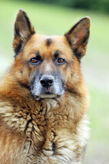  Portrait of a young german shepherd on a trail in the green