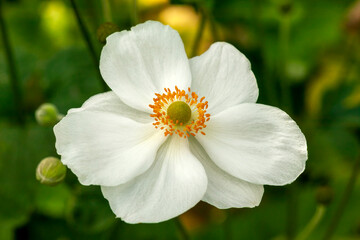 Anemone x Hybrida 'Honorine Jobert' a white herbaceous perennial summer autumn flower plant commonly known as Japanese anemone, stock photo image