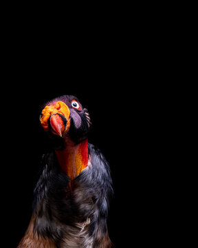 king vulture