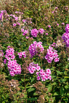 Phlox paniculata 'Eva Cullum' a pink herbaceous summer autumn flower plant, stock photo image
