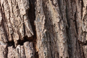 Bark close-up