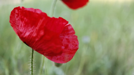Papaver rhoeas | red poppy