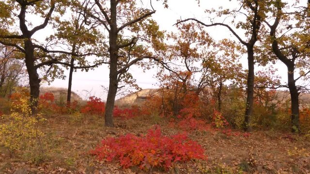 Autumn is the most beautiful (picturesque) season in the forest. Odessa region (Ukraine).