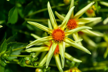 Dahlia 'Honka' a yellow flower summer flower tuber plant, stock photo image