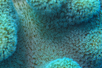 coral reef macro / texture, abstract marine ecosystem background on a coral reef