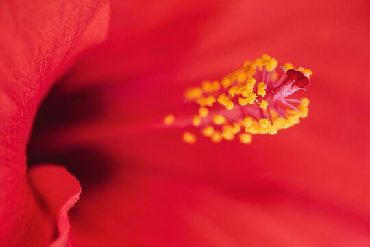 Closeup of red petals, yellow and pink pistils of flowering hibiscus