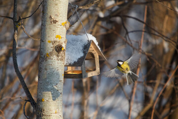A little bird chickadee
