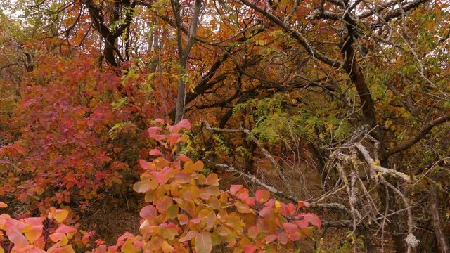 Autumn is the most beautiful (picturesque) season in the forest. Odessa region (Ukraine).