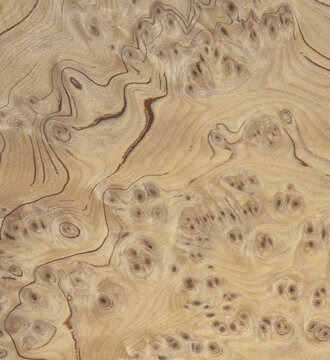 Macro photo of wood cross section Wood grain texture background