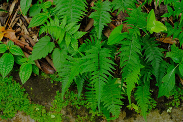 fern leaf in the forest