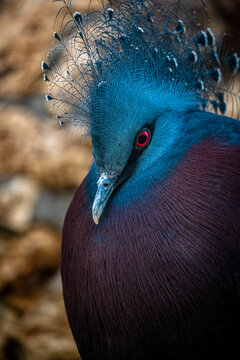 Victoria Crowned pigeon