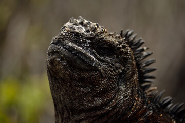 close up of iguana