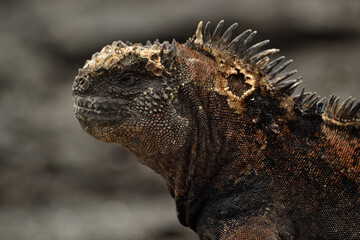 island land iguana