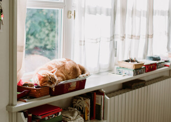 Domestic cat sleeping inside wooden box dedicated to collect small everyday objects on windowsill at home