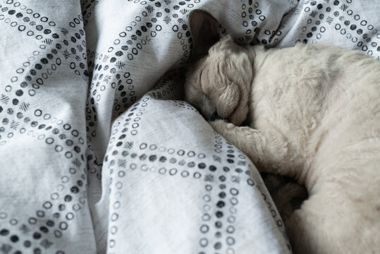 Devon Rex cat snuggled up on owners bed