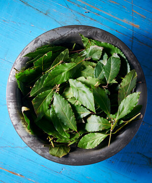 Fresh bay leafs in an old metal bowl on a blue wooden background