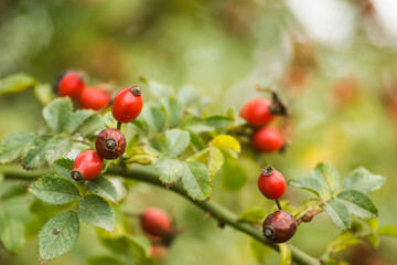 rosehips in the fall at sunset