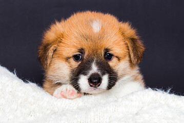 welsh corgi puppy in a fluffy blanket