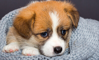 sad welsh corgi puppy lies in a blanket