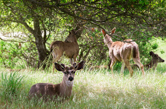 Deer resting in the meadow