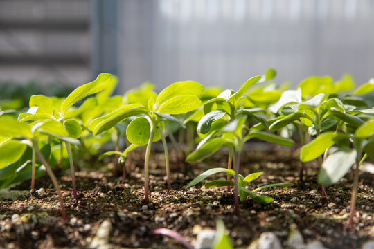 Seedlings in a greenhouse
