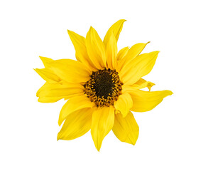 Beautiful isolated sunflower flower on white background