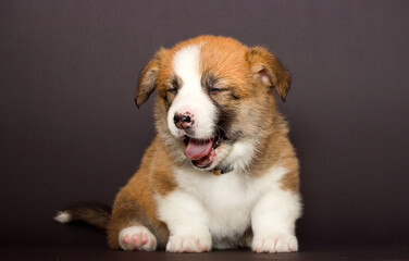ginger welsh corgi puppy yawns