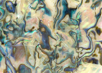 Macro photo of multicolored cockleshell texture background