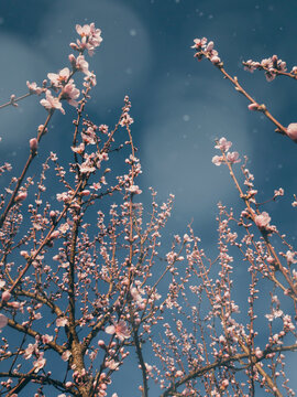Dreamy cherry blossoms on blue sky