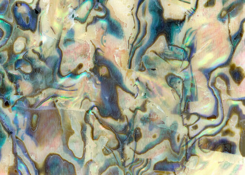 Macro photo of multicolored cockleshell texture background