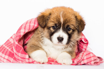 welsh corgi puppy in a blanket on a white background