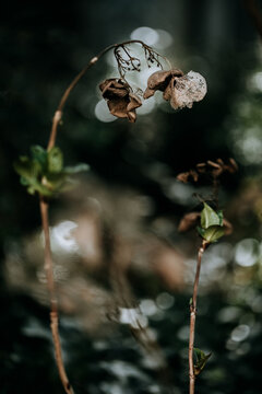 Dried flowers and twigs on hortensia plant in garden
