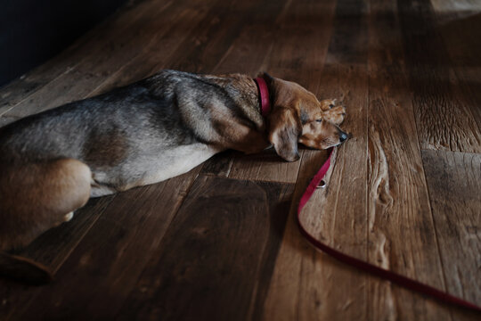 Bloodhound dog sleeping with head on her leash on wooden floor