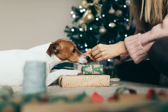 preparing Christmas presents with dog