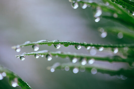 Palm droplets