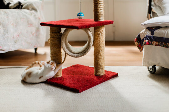 Rear sight of cat rolling and playing with scratching post on carpet