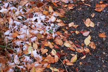 fallen autumn leaves