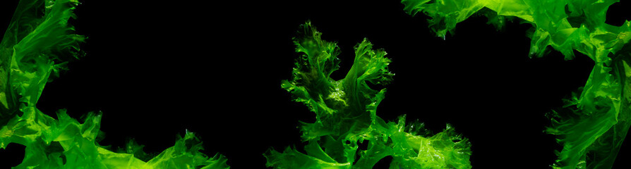 green algae isolated on black background © Somprasong