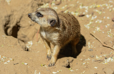 meerkat on guard