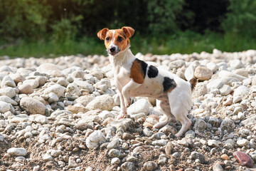 Small Jack Russell terrier walking by the river, her fur wet from swimming, one leg up, looking curious