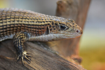 bearded dragon lizard