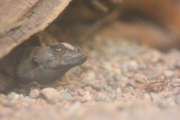 lizard on the stone