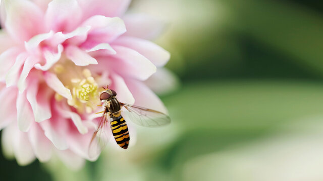 Hoverfly pollinating pale pink aquilegia