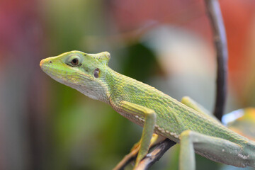 lizard on a tree